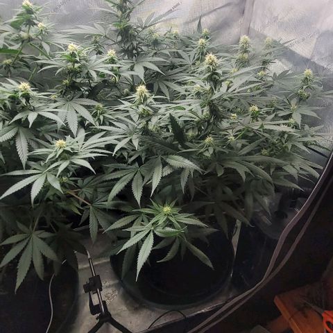 Tetilla growlog timeline photo