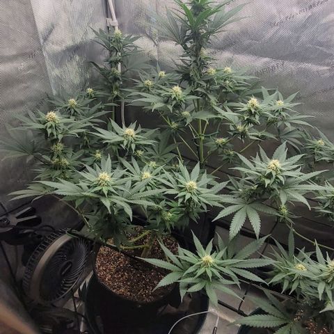 Saint Agatha  growlog timeline photo