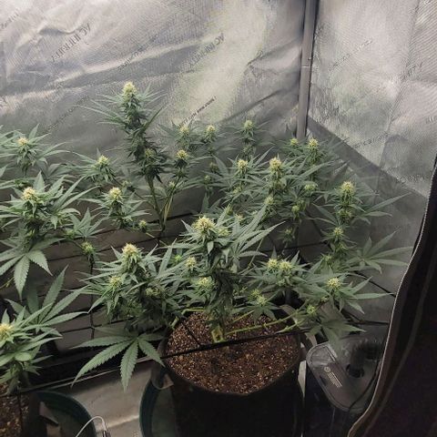 Tetilla growlog timeline photo