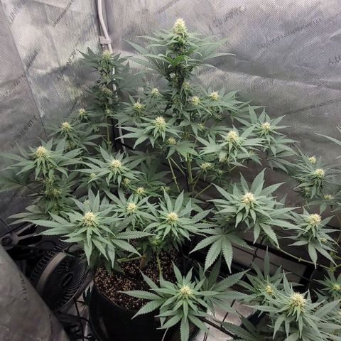 Saint Agatha  growlog timeline photo