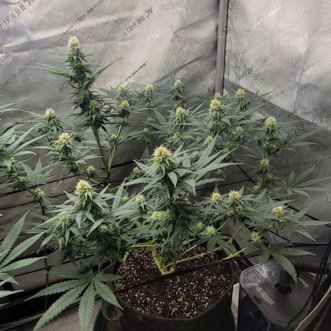 Tetilla growlog timeline photo