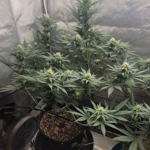 Saint Agatha  growlog timeline photo