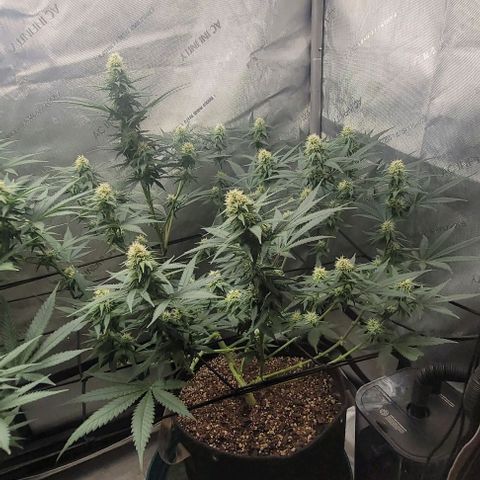 Tetilla growlog timeline photo