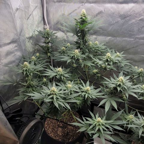Saint Agatha  growlog timeline photo