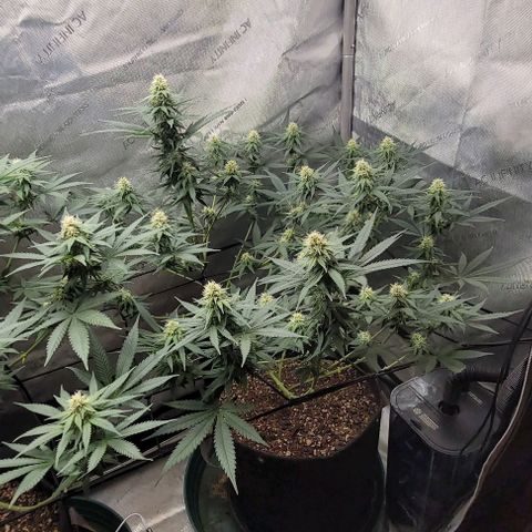 Tetilla growlog timeline photo