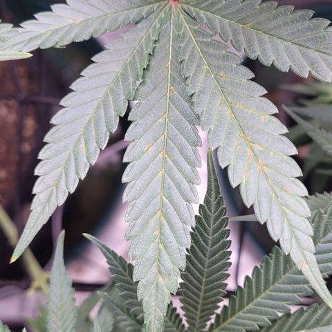 Saint Agatha  growlog photo: Deficiency? 
