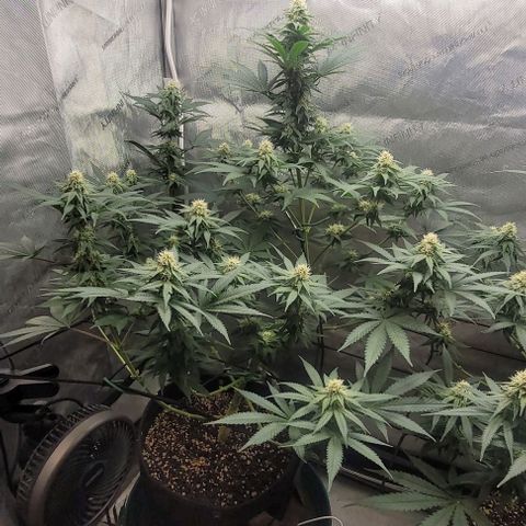 Saint Agatha  growlog timeline photo