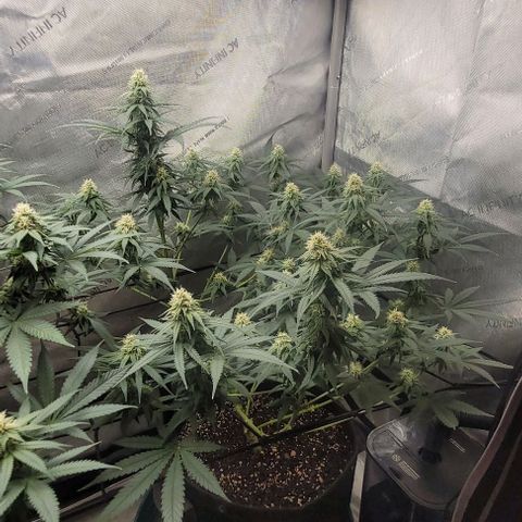Tetilla growlog timeline photo
