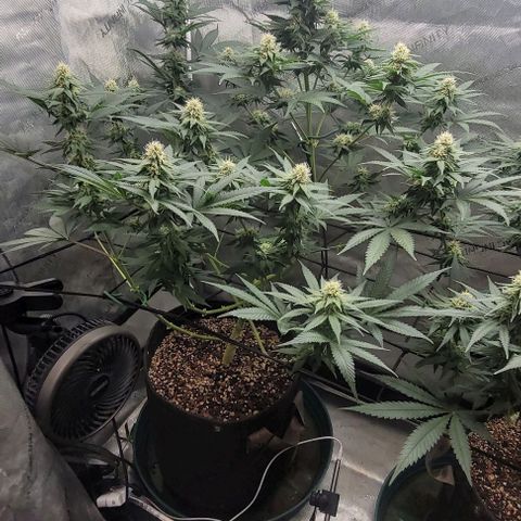 Saint Agatha  growlog timeline photo