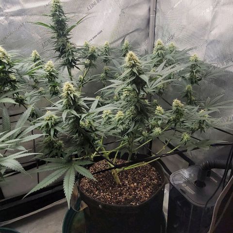 Tetilla growlog timeline photo