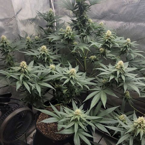 Saint Agatha  growlog timeline photo
