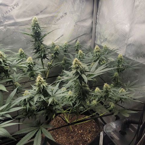 Tetilla growlog timeline photo