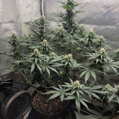 Saint Agatha  growlog timeline photo
