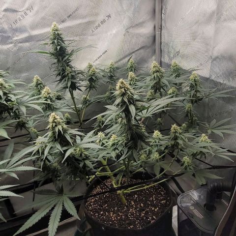 Tetilla growlog timeline photo