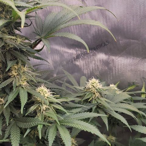 Saint Agatha  growlog photo: Too much nitrogen, from the calmag