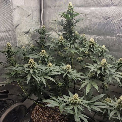 Saint Agatha  growlog photo: Too much nitrogen, from the calmag