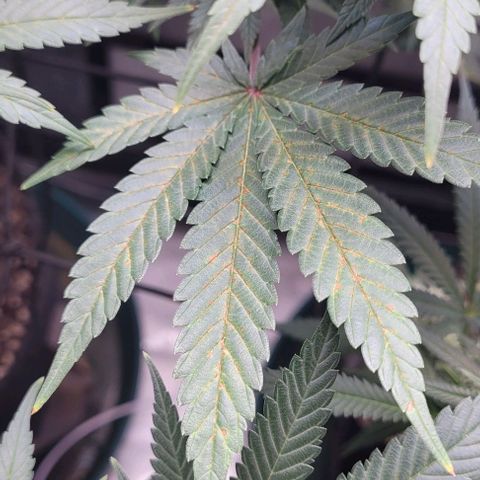 Saint Agatha  growlog photo: Too much nitrogen, from the calmag