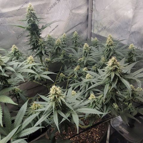 Tetilla growlog timeline photo
