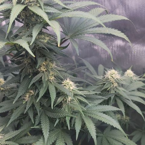 Saint Agatha  growlog timeline photo