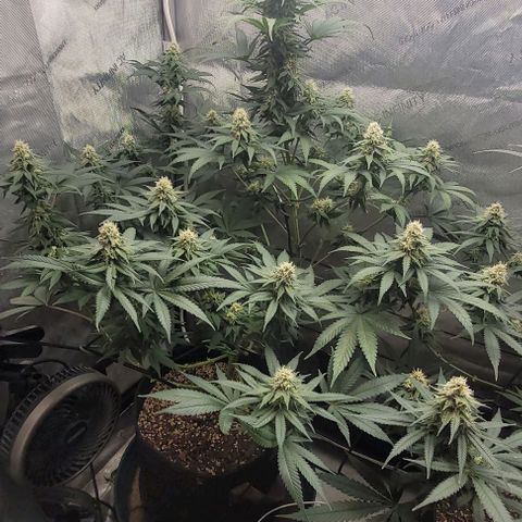 Saint Agatha  growlog timeline photo
