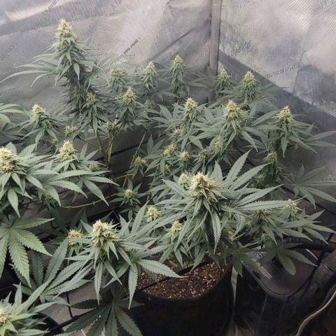 Tetilla growlog timeline photo