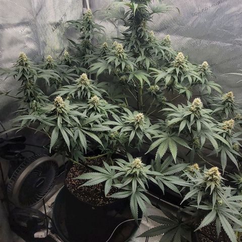 Saint Agatha  growlog timeline photo