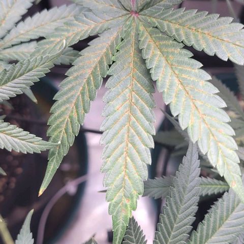 Saint Agatha  growlog timeline photo