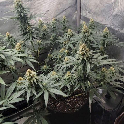 Tetilla growlog timeline photo