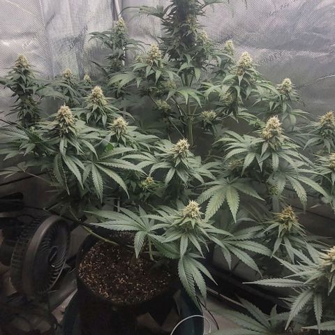 Saint Agatha  growlog timeline photo