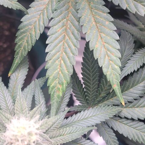 Saint Agatha  growlog timeline photo