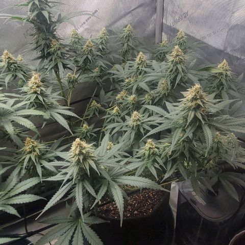 Tetilla growlog timeline photo