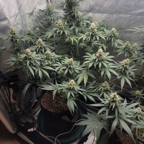 Saint Agatha  growlog timeline photo