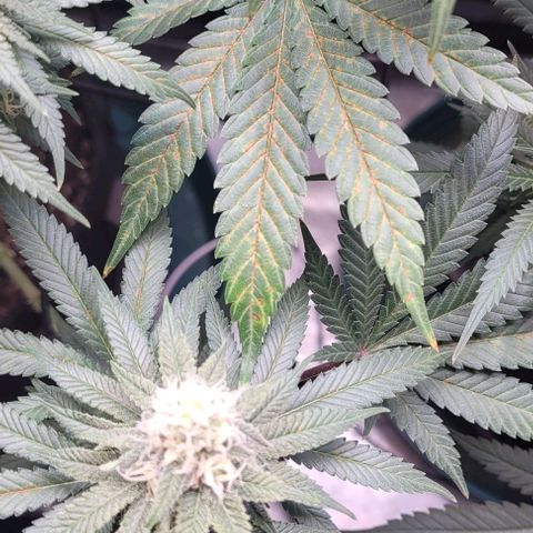 Saint Agatha  growlog timeline photo