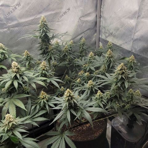 Tetilla growlog timeline photo