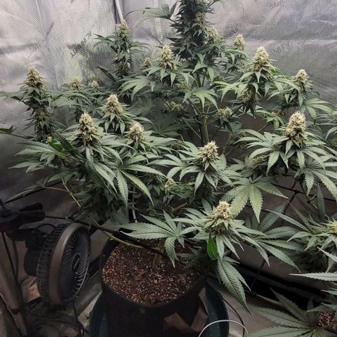 Saint Agatha  growlog timeline photo