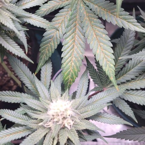 Saint Agatha  growlog timeline photo