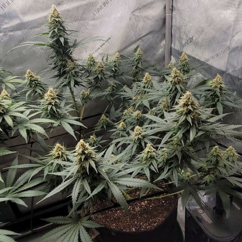 Tetilla growlog timeline photo