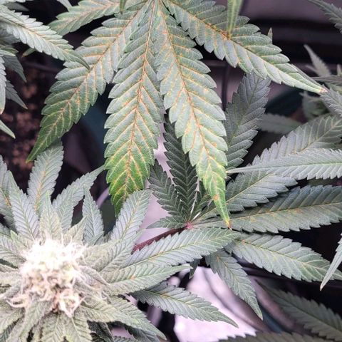 Saint Agatha  growlog timeline photo