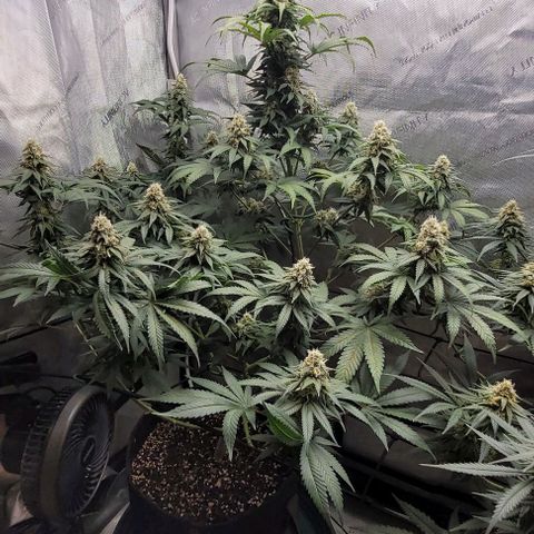 Saint Agatha  growlog timeline photo