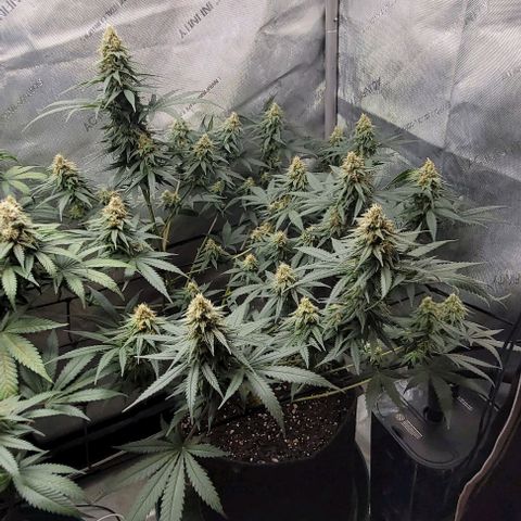 Tetilla growlog timeline photo