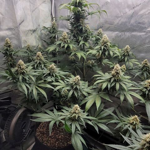 Saint Agatha  growlog timeline photo