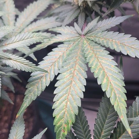 Saint Agatha  growlog timeline photo