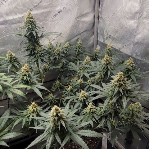 Tetilla growlog timeline photo