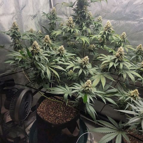 Saint Agatha  growlog timeline photo