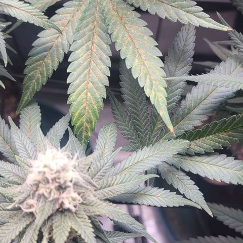 Saint Agatha  growlog timeline photo