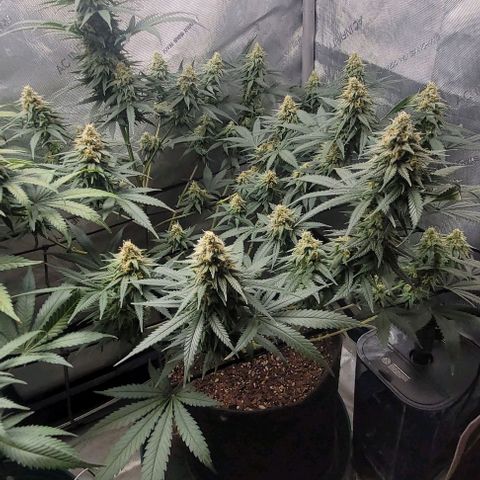 Tetilla growlog timeline photo