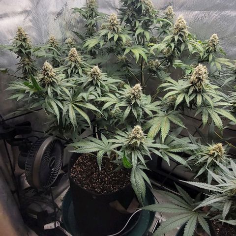 Saint Agatha  growlog timeline photo