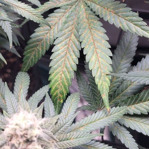 Saint Agatha  growlog timeline photo