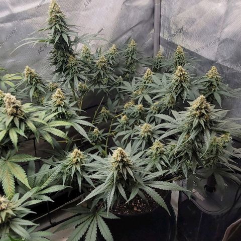 Tetilla growlog timeline photo