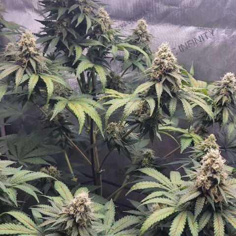 Saint Agatha  growlog timeline photo